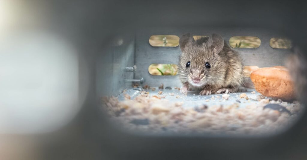 An up-close view through a hole in a metal rodent trap, showcasing a trapped house mouse with bait.