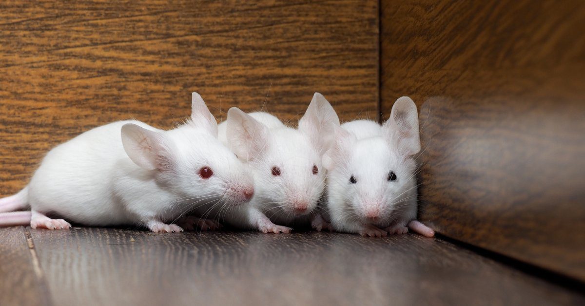 Three white mice hiding together in the corner of an old kitchen cabinet—part of a larger rodent infestation.