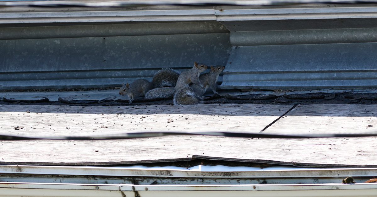 Three large squirrels climbing over one another to squeeze through a small gap in the roofing of a home.