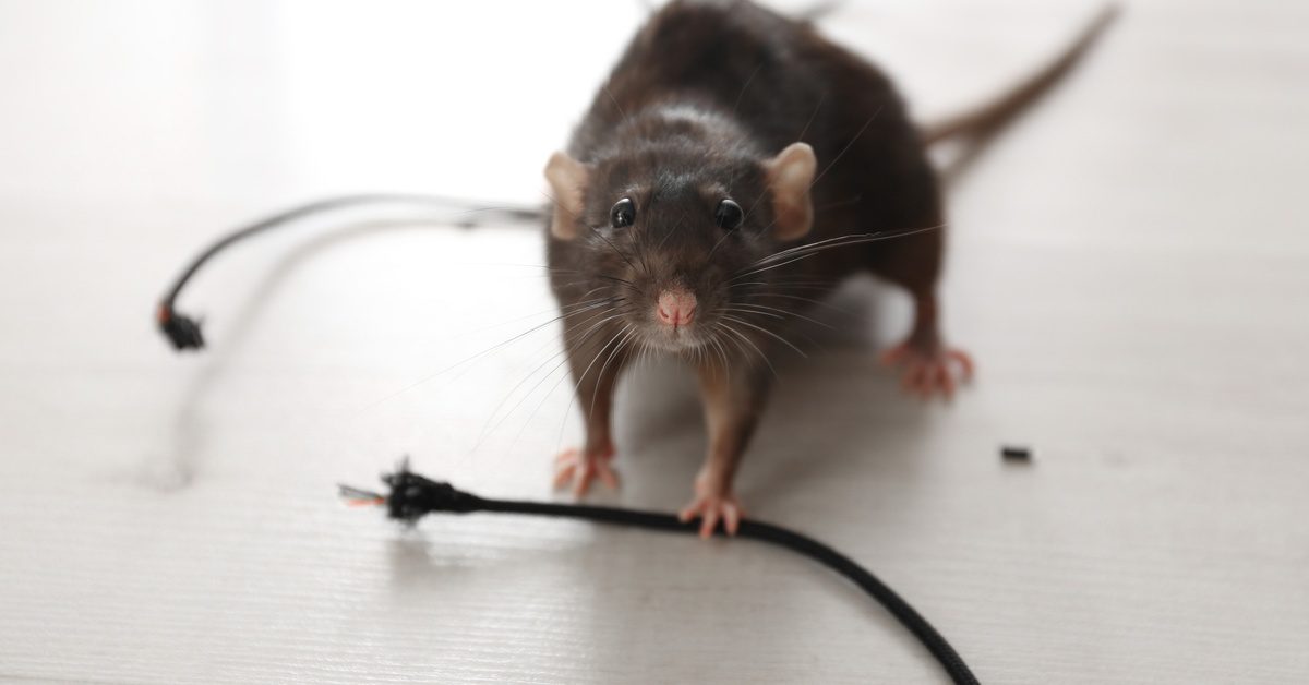 The Ultimate Guide to Identifying Pest Sounds in Your Home