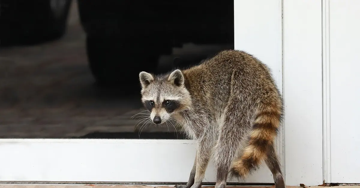 A raccoon stands on its paws cautiously as it walks near the glass door of a home. The door has a white frame. A raccoon stands on its paws cautiously as it walks near the glass door of a home. The door has a white frame.