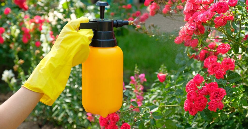 Close-up of a person's hand spraying a solvent on flowers. The person wears a yellow plastic glove on their hand.