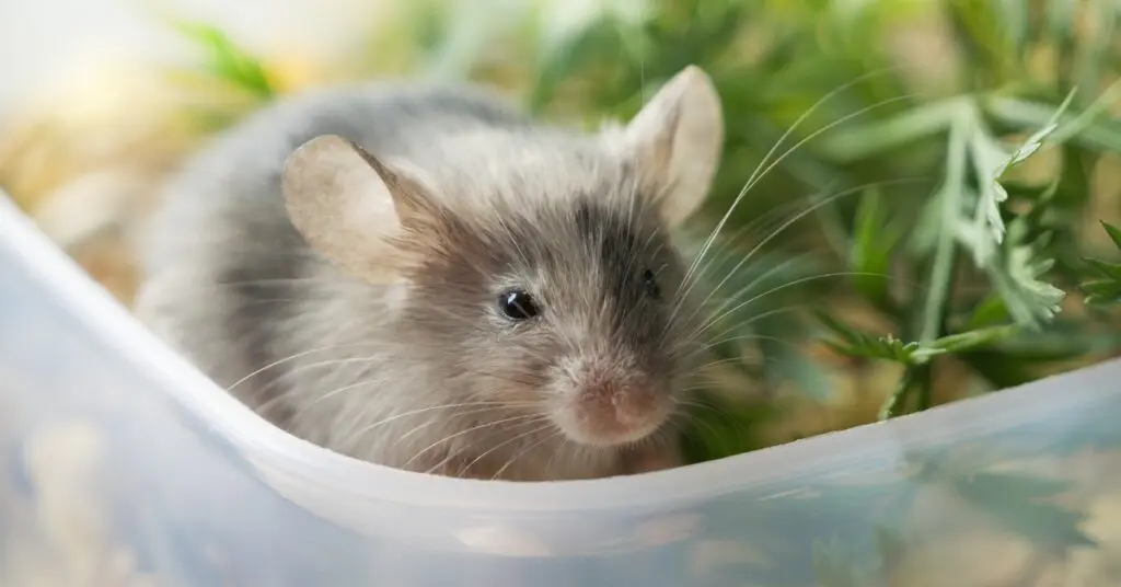 A small gray mouse sits in a container next to leafy food. It has long whiskers at the end of its nose.
