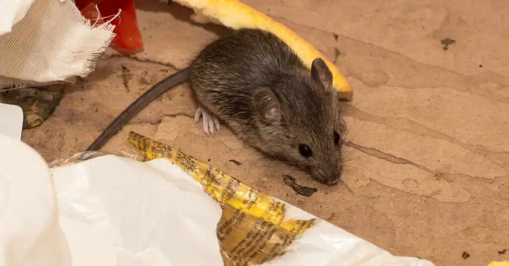A house mouse sits on a brown cardboard surface among pieces of trash. These include a piece of fruit and paper wrappers.