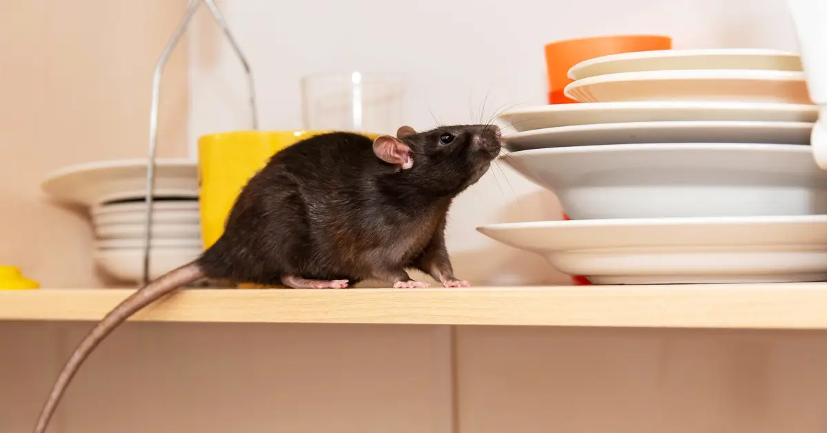 A rat crawls on a shelf in a kitchen and sniffs at plates. Several other plates and glasses sit behind the rat on the shelf. A rat crawls on a shelf in a kitchen and sniffs at plates. Several other plates and glasses sit behind the rat on the shelf.