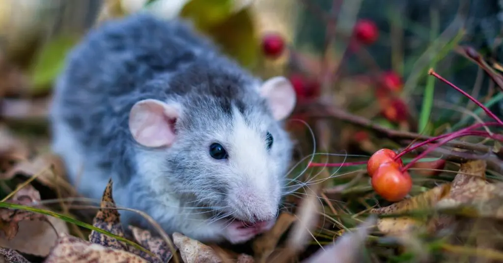 A gray rat sitting on the ground and eating berries. Several berries are nearby, along with many twigs and leaves.
