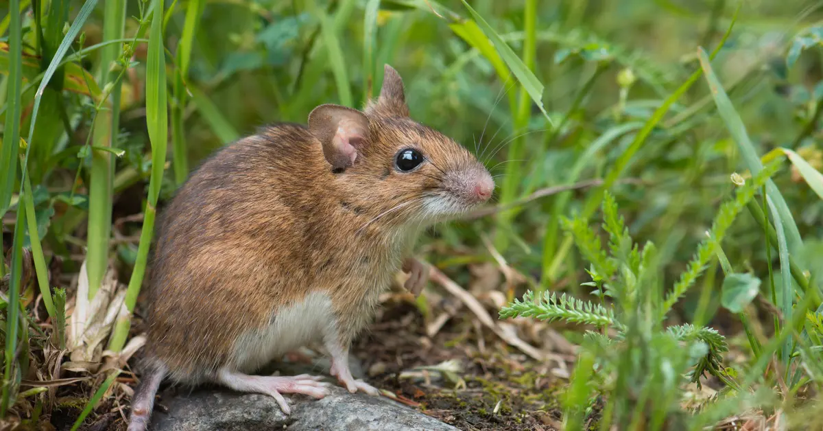 A mouse sitting on a rock in a grassy area. The mouse has a brown coat, a pink nose, and long whiskers. A mouse sitting on a rock in a grassy area. The mouse has a brown coat, a pink nose, and long whiskers.