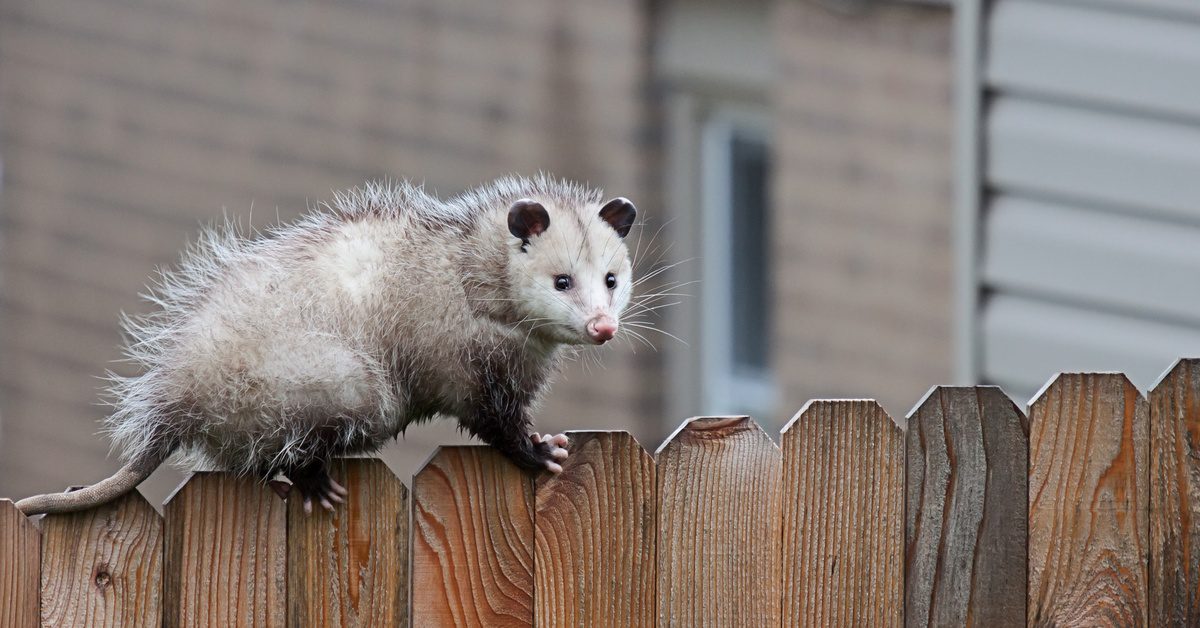 A light-colored opossum walks on the tips of a wooden fence while looking ahead. A house is in the background.