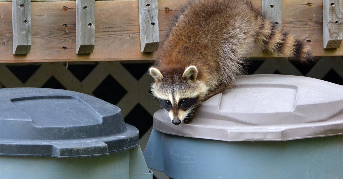 A raccoon walks on the top of a garbage can, which sits next to another can outside on a house's porch.
