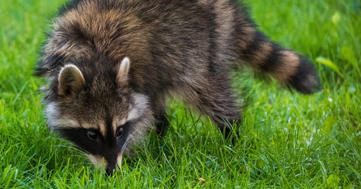 Raccoons vs. Opossums: Identifying the Differences A striped raccoon walks on a bright lawn in daylight. The animal has its nose to the ground and sniffs around.