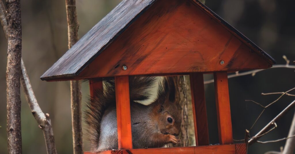A squirrel snacks on food inside a red bird feeder that hangs from a tree. Several branches are around the feeder.