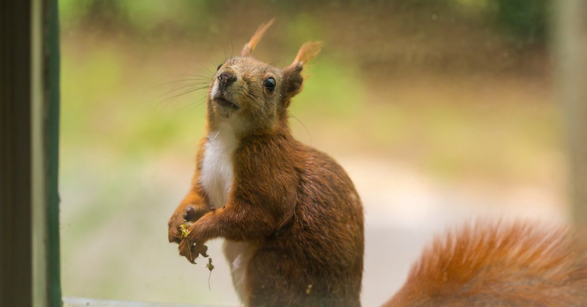 Common Myths About Squirrels: Debunking Misconceptions A squirrel sits on a windowsill and looks inside a home. Its ears are up, and it holds something in its paws.