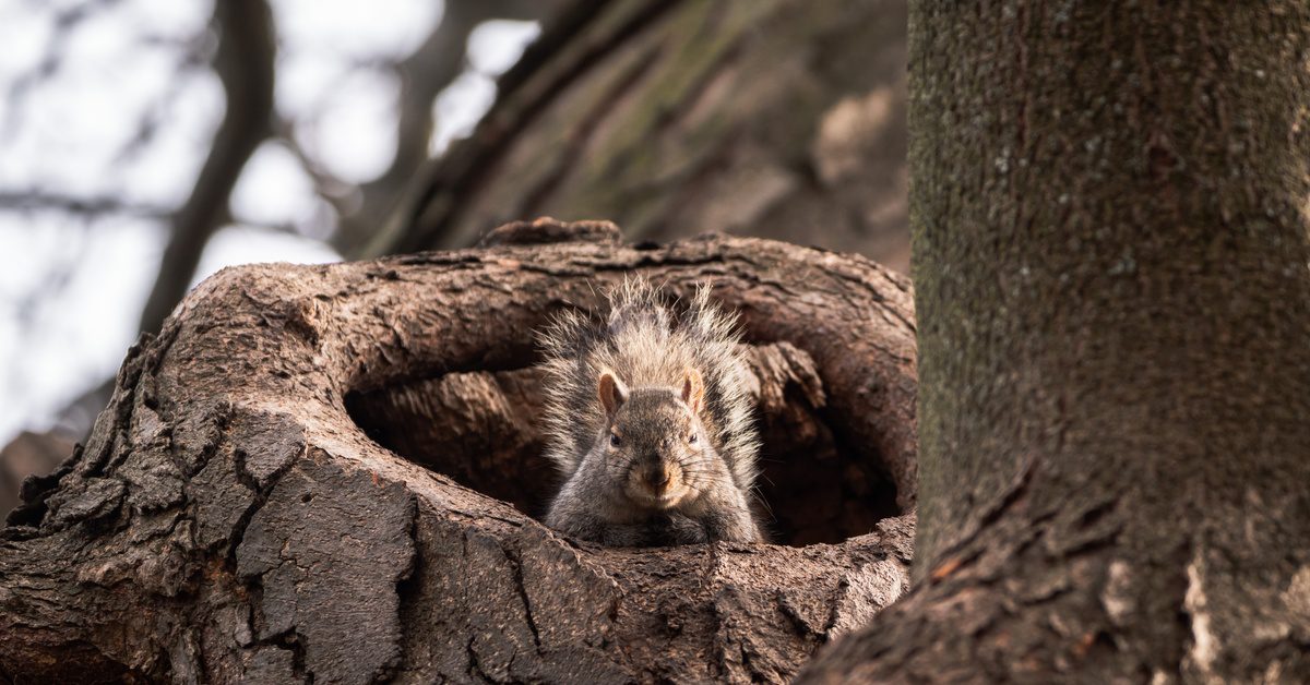 A squirrel sticks its head out of a tree hole and sticks its tail up. More of the tree is visible in the background.