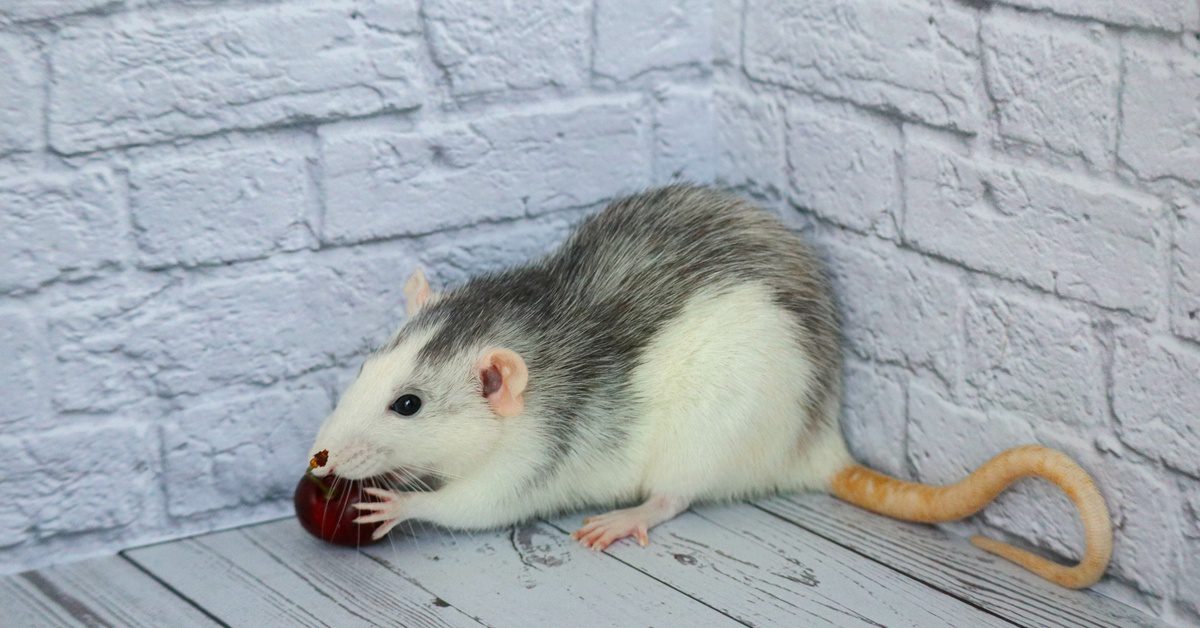 A gray-and-white rat sits in the corner of a room and eats a berry. The walls feature blueish bricks.