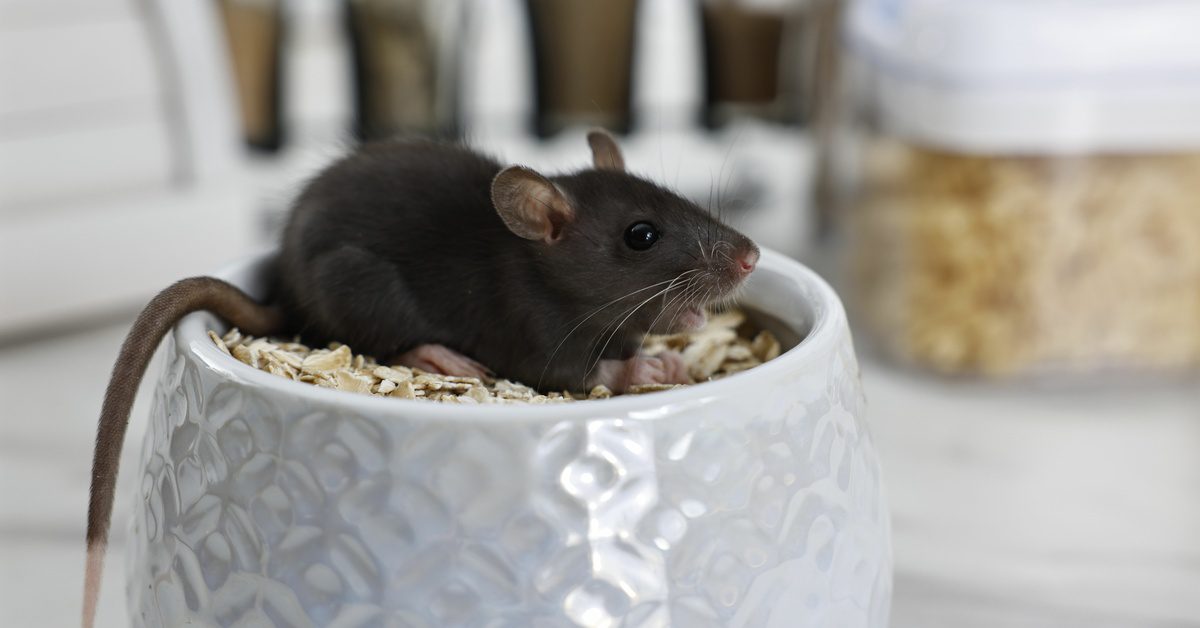 A rat sits in a bowl of oat flakes on a kitchen counter. Other objects are in the background behind it.