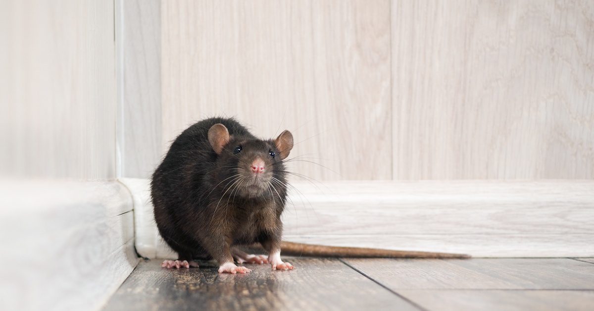 A large gray rat sits in a corner of a room. The walls surrounding it are white, while the floor is wood.
