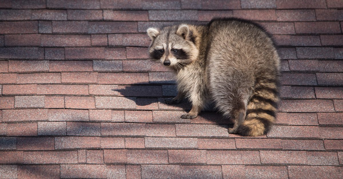 A raccoon walks on the reddish shingles on the roof of a house. The animal has a black-and-white striped tail.
