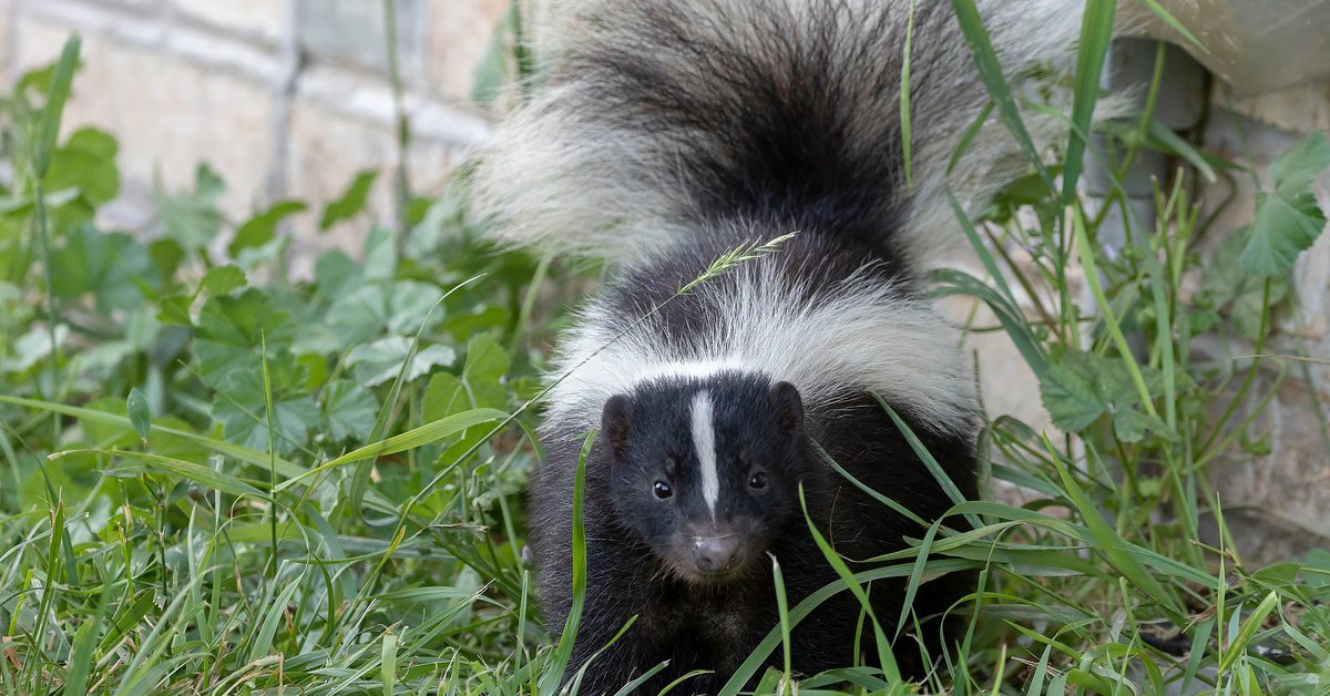 A skunk stands next to a structure's wall, which consists of white bricks. The animal's black-and-white tail is in the air.