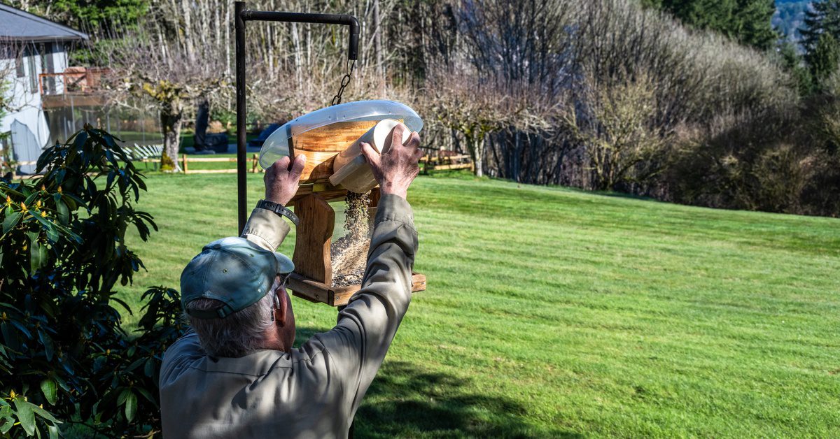 A rear view of a man in a baseball cap adding a plate of seeds to his lawn's bird feeder. The backyard is large.