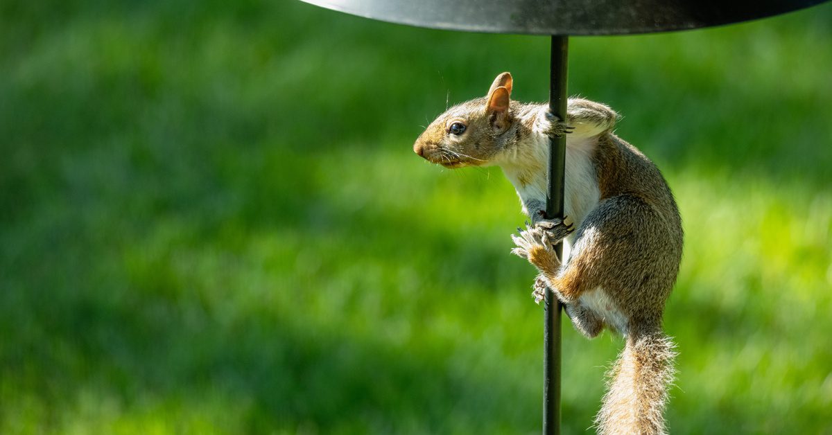 A squirrel climbs a metal pole, but a large baffle blocks it from reaching the top. Grass is in the background.