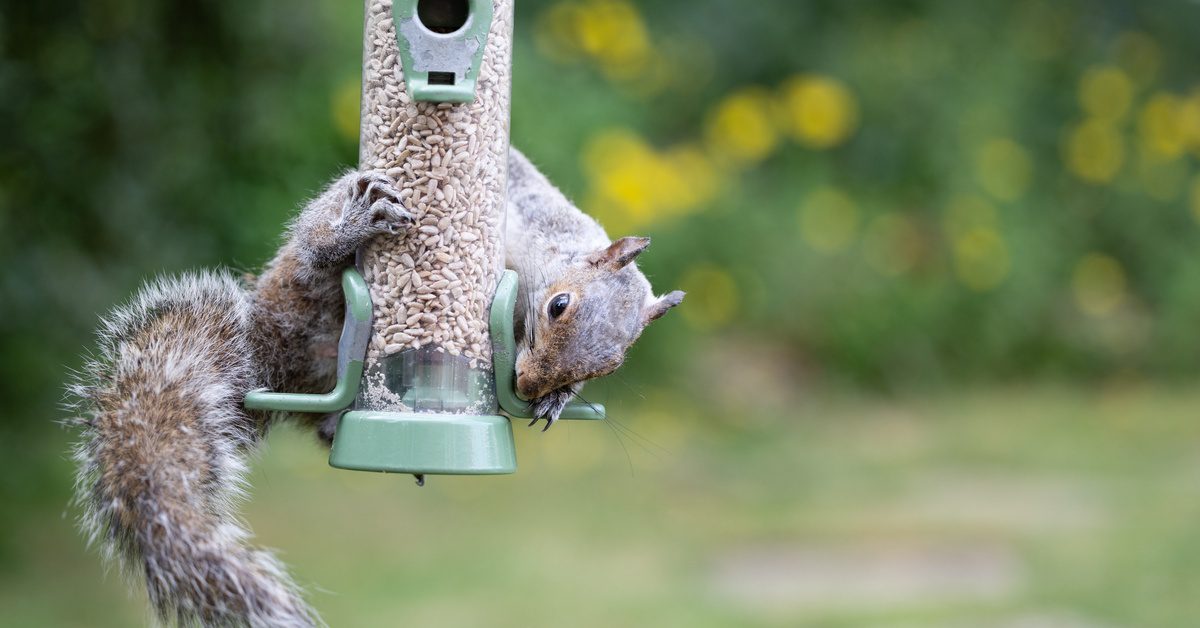 A gray squirrel eats seeds out of a green bird feeder. The animal is coiled around the plastic structure.