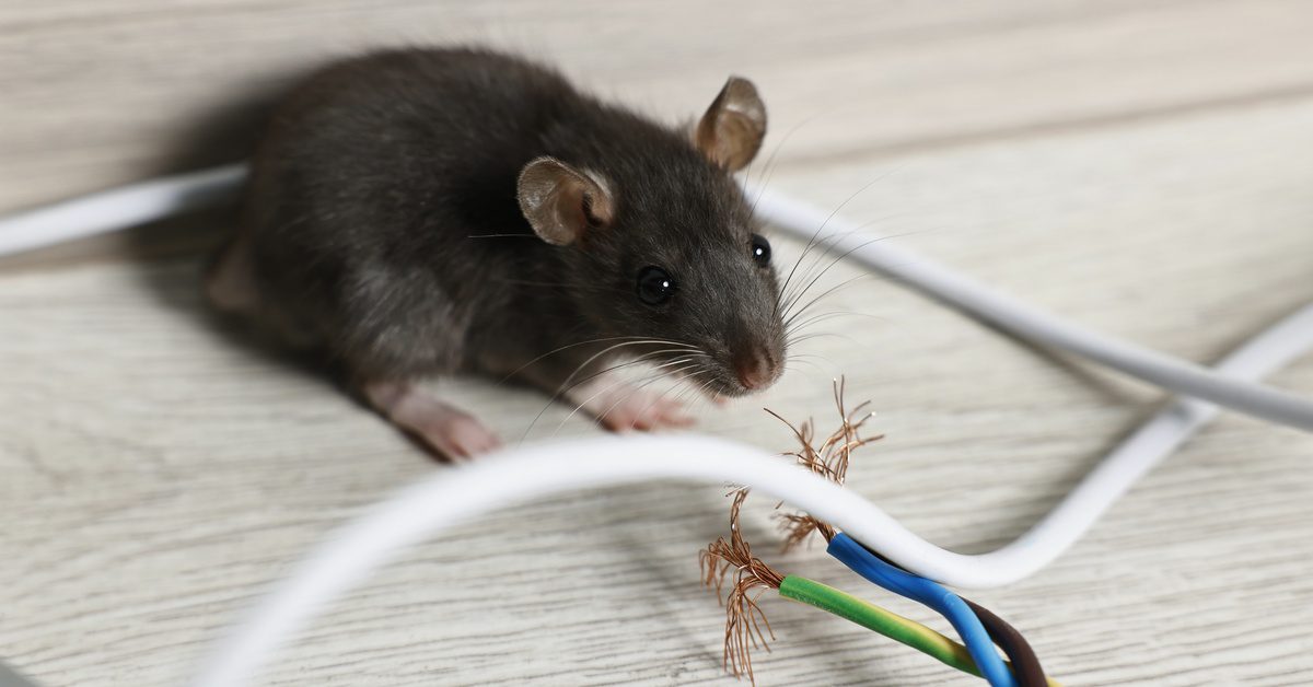 A gray rat sits on a counter near wires that it has been chewing. There are brown, blue, and green wires with frayed edges.