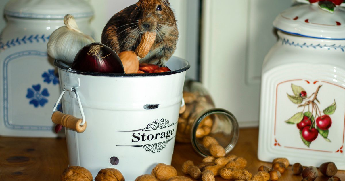 A mouse sits in a bucket of food on a shelf and eats a peanut. A bottle has tipped over and spilled peanuts onto the shelf.