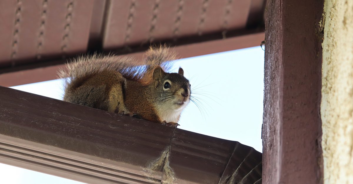 A squirrel sits on an eavestrough connected to its house. The underside of the home's roof is visible in the background.