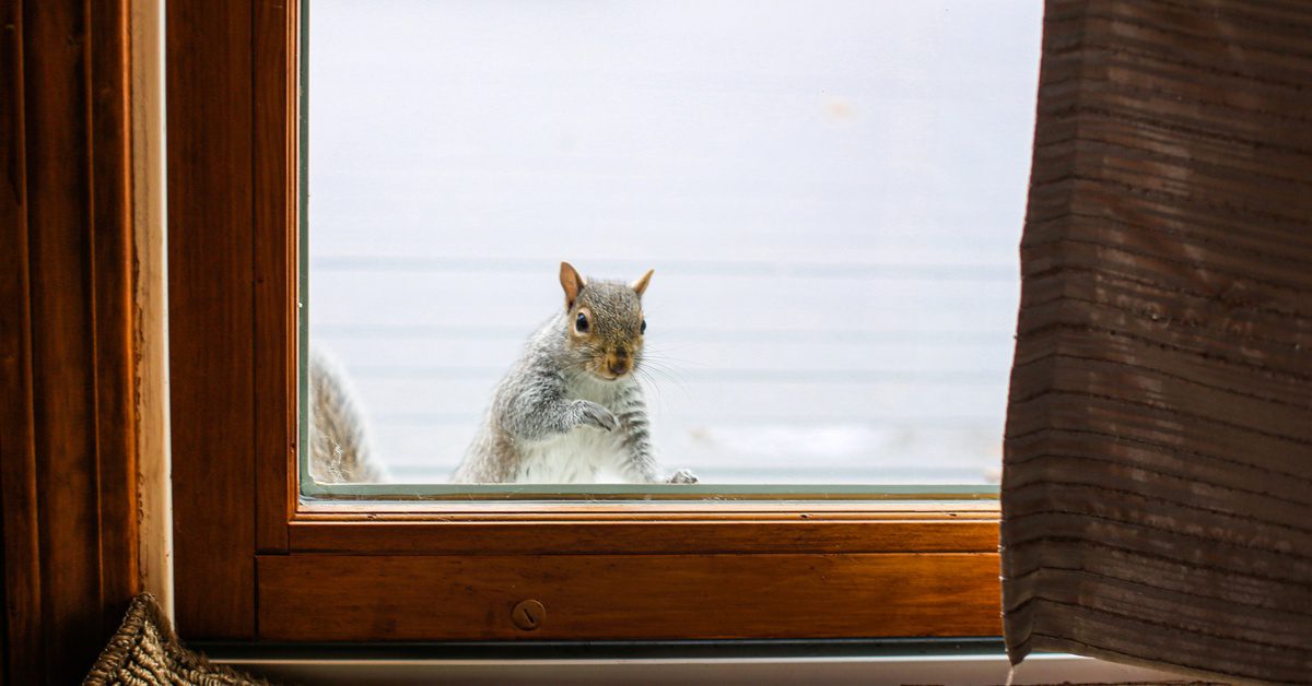 A squirrel peers through a window in a sliding door into a home. The door features a brown curtain.