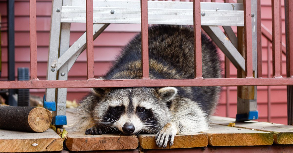 A raccoon lies on the porch of a pink house, with its head underneath the frame of a railing. It also lies under a ladder.
