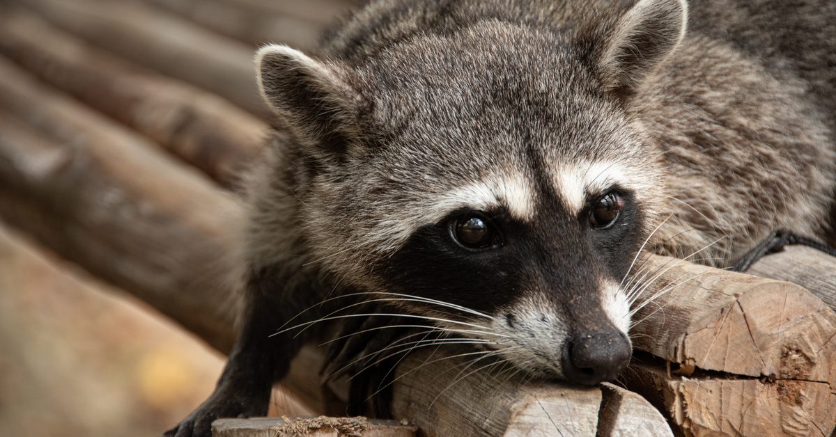 A close-up of a young raccoon's face as it sits on a pile of long wooden logs that stretch back behind it.