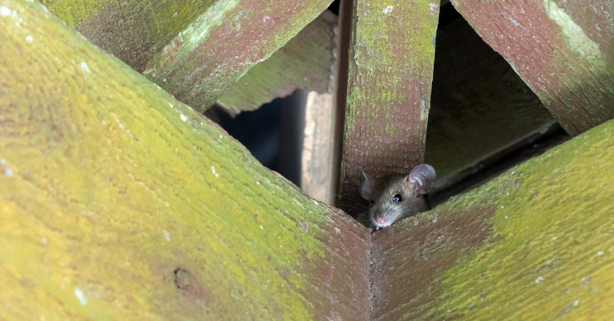 A mouse is poking its head out from a wooden structure. There is some green coloration on the wood.