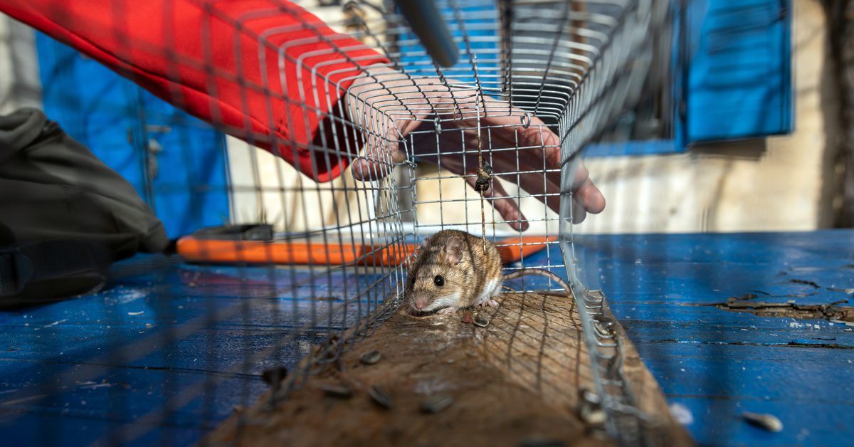 A mouse in a cage. There is a hand in the background holding the cage, and there are blue shutters on a building.