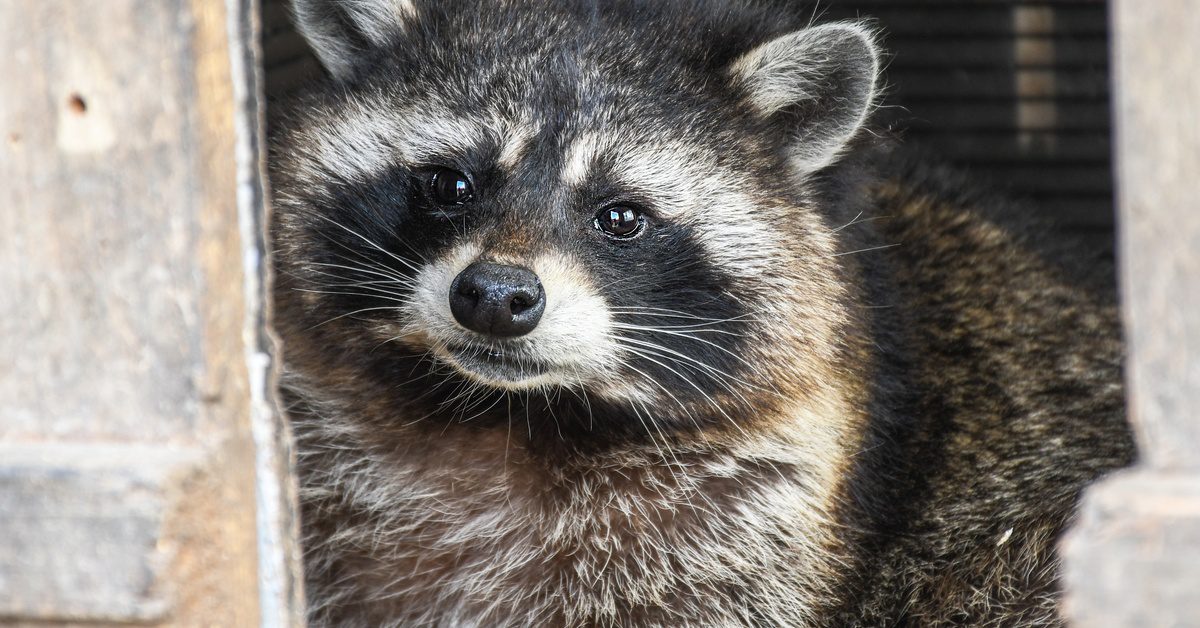 A young raccoon looks in between the openings of a concrete wall. It has a curious look on its face.