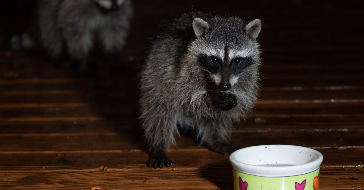 Two raccoons approach a cat's water dish sitting on a home's deck at night. One of the raccoons stands on its hind legs.