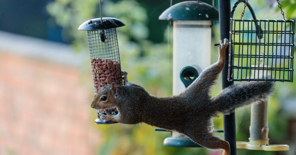 A squirrel stretches out as it tries to steal food from a bird feeder. Its legs grip onto the feeder pole.