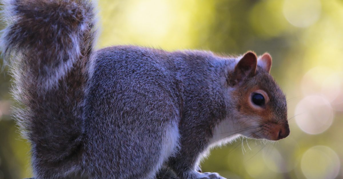 Close up of a squirrel with perked up ears and a long, fluffy tail. It sits in front of a green background.