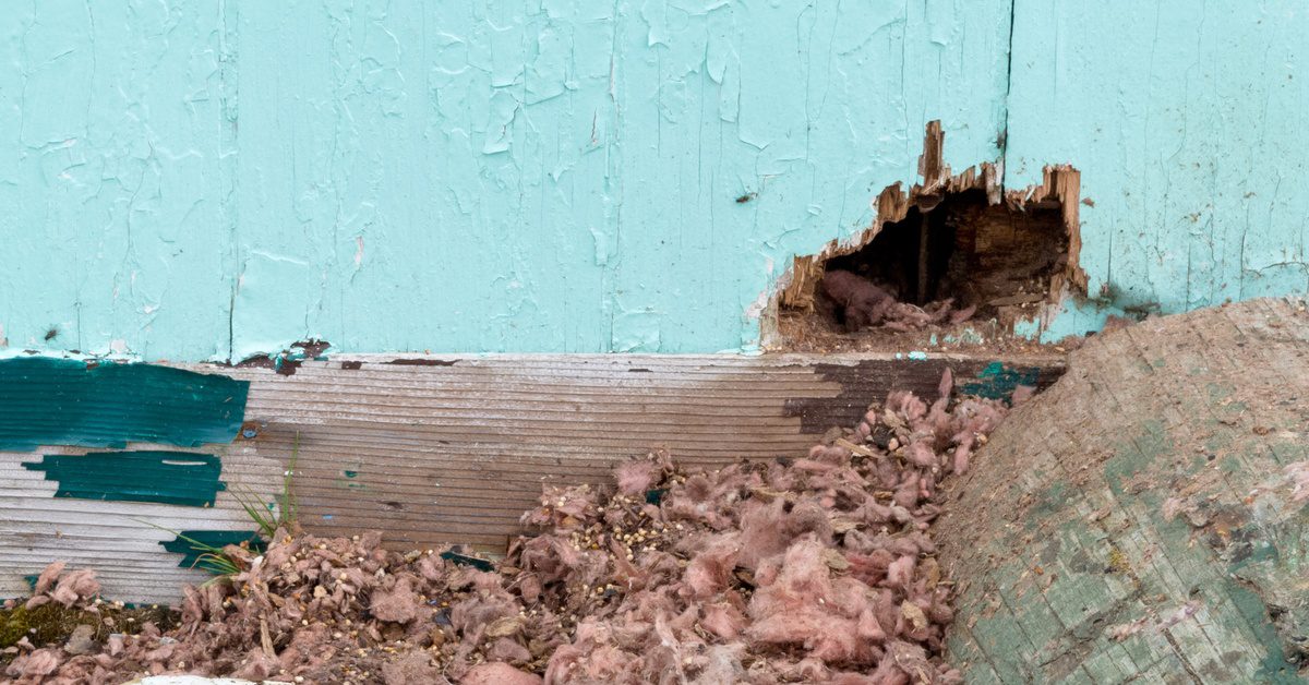 A blue wall with a hole at the base of it. There is insulation and other debris strewn around the opening of the hole.