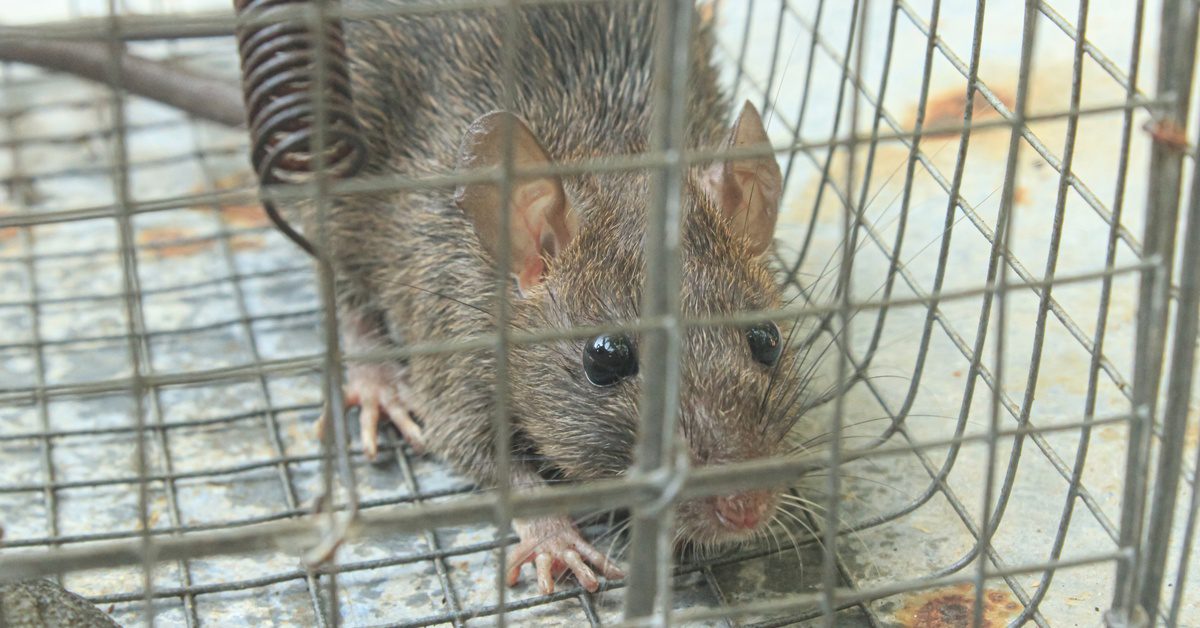 A mouse in a steel-wire cage. The mouse is gray with black eyes. There is a spring contraption attached to the cage.