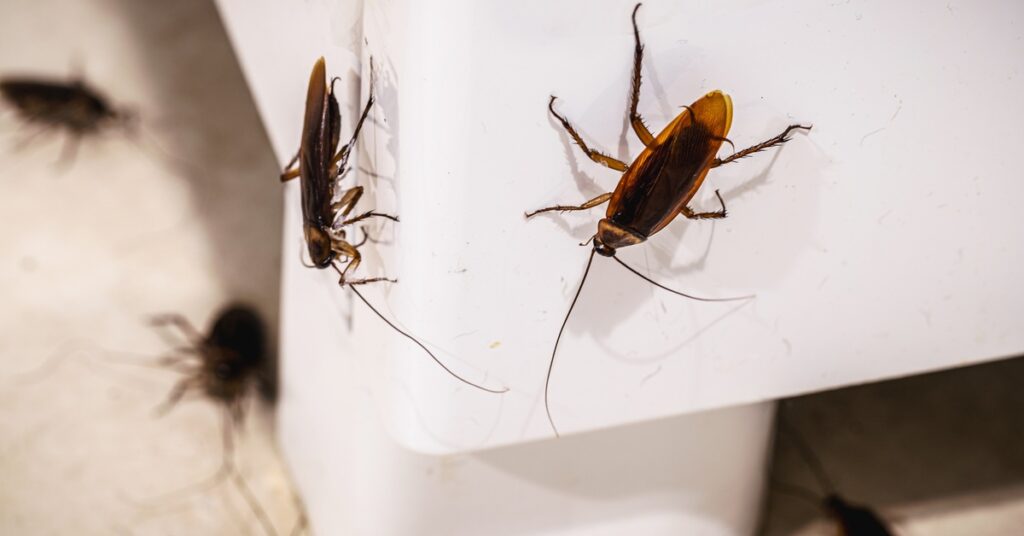 Several cockroaches are on and around the leg of a piece of furniture. The furniture leg is white.