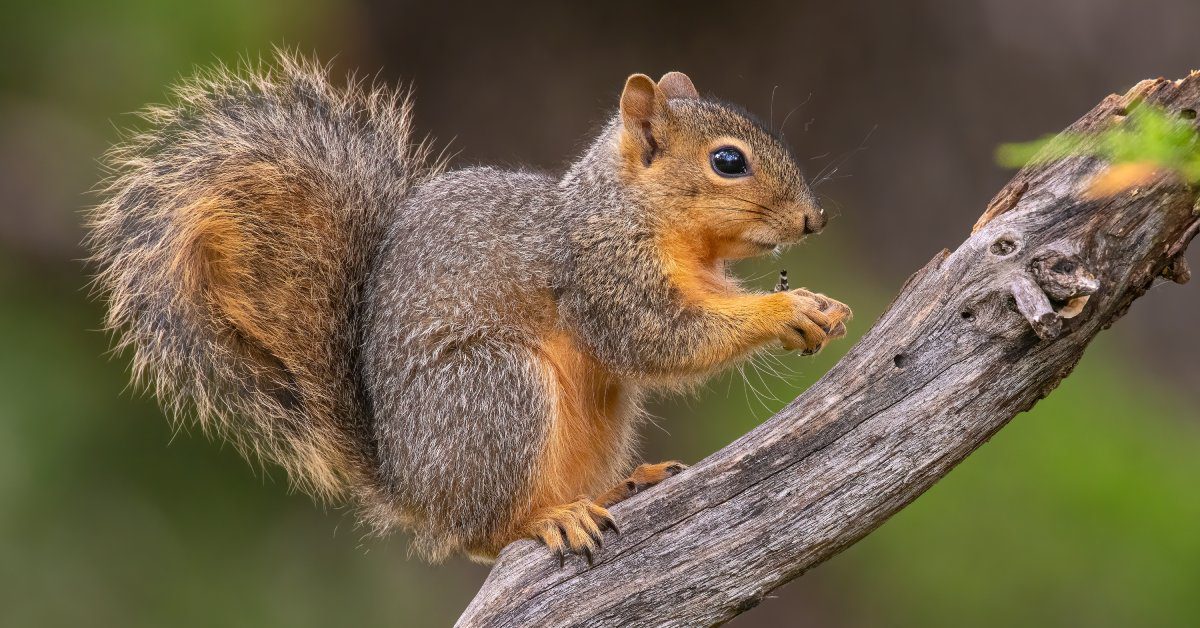 Side view of a fox squirrel as it stands on a tree branch while holding a piece of food in its paws.
