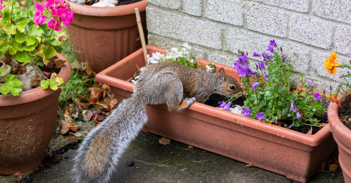 A gray squirrel sniffs around for food in potted plants, which are positioned against a gray brick wall.