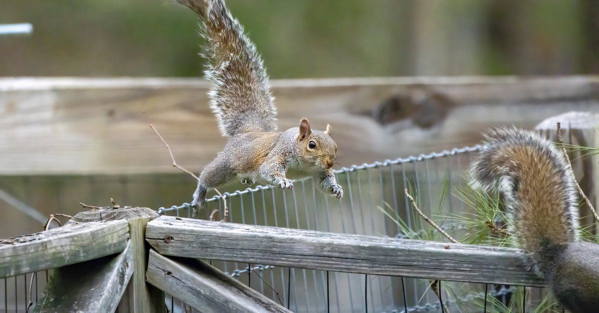 An Eastern Gray squirrel chases another squirrel as it leaps from a wire fence to a wooden railing.