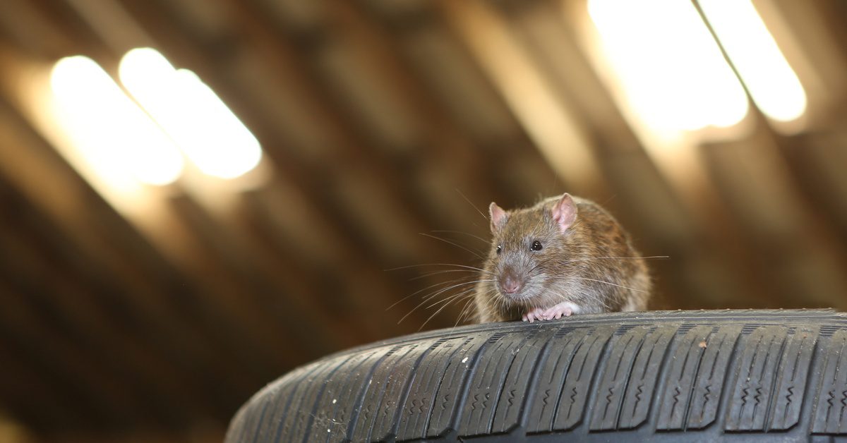 A brown and gray rat sits on top of a car tire in a garage. Overhead lights shine in the background.