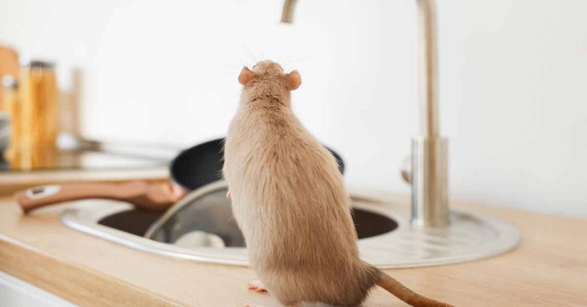 A rat with light brown fur stands on its hind legs on the kitchen sink counter. The sink holds dishes.