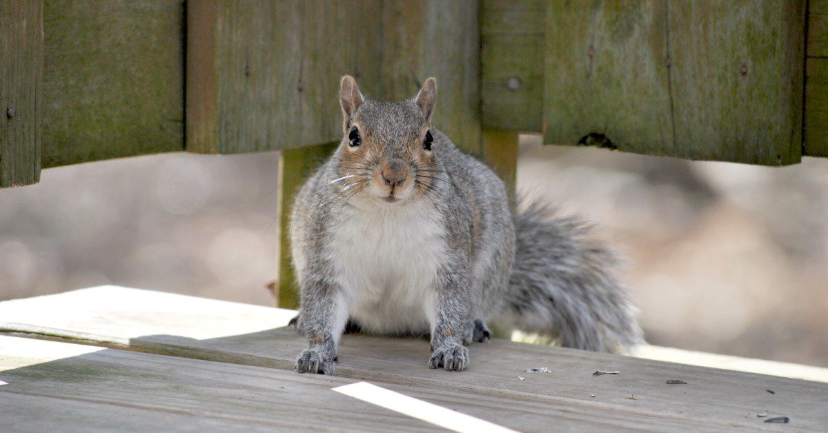 A squirrel sits in one of the corners of a home's deck. Its back is up against a post, while it holds onto the floor.
