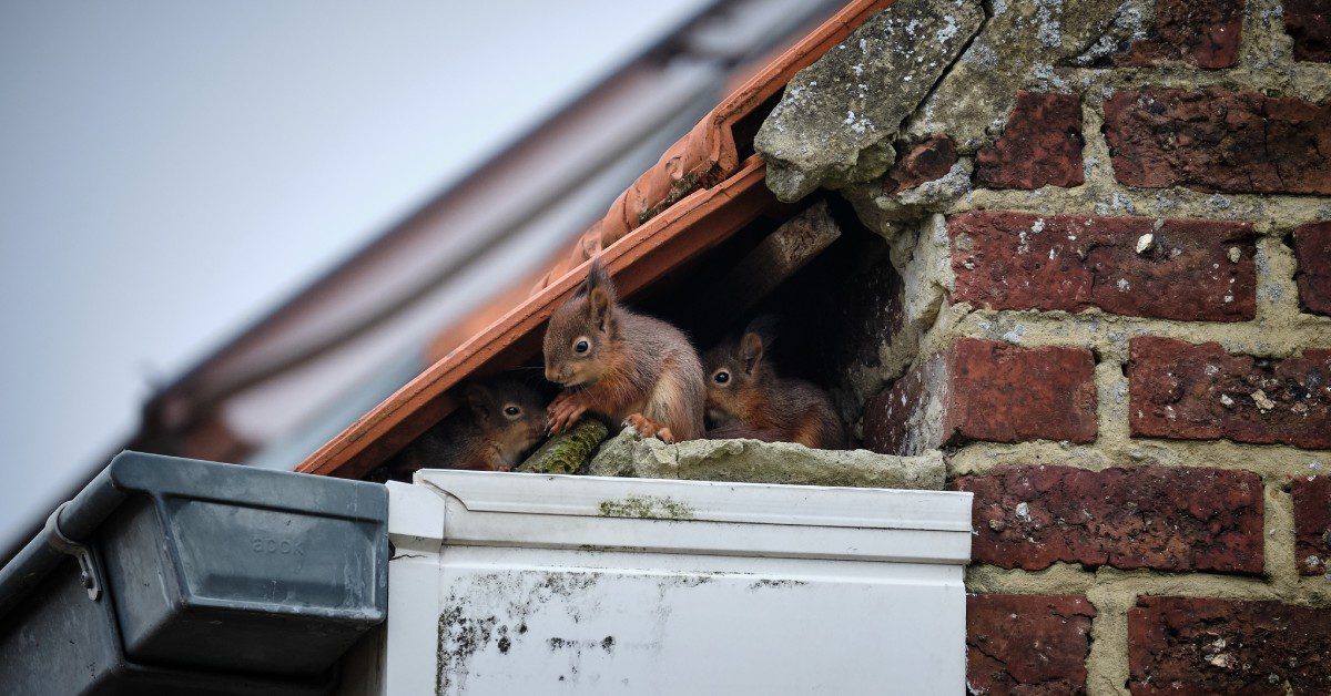 Three small squirrels sit underneath the roof of a house. They are in a gap between the roof and a brick wall.