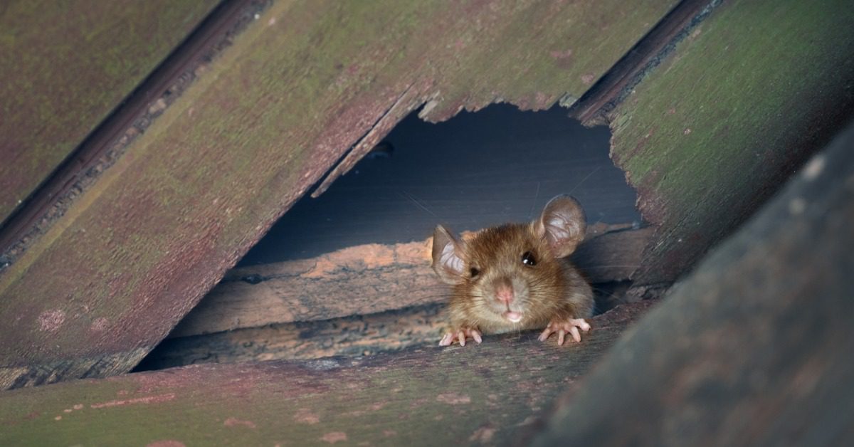 A curious rat looks through the hole in the ceiling of a home. The ceiling consists of green wooden planks.