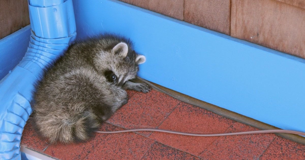 A raccoon sleeps on the side of a house, right next to its gutter. The metal of the gutter is bright blue.