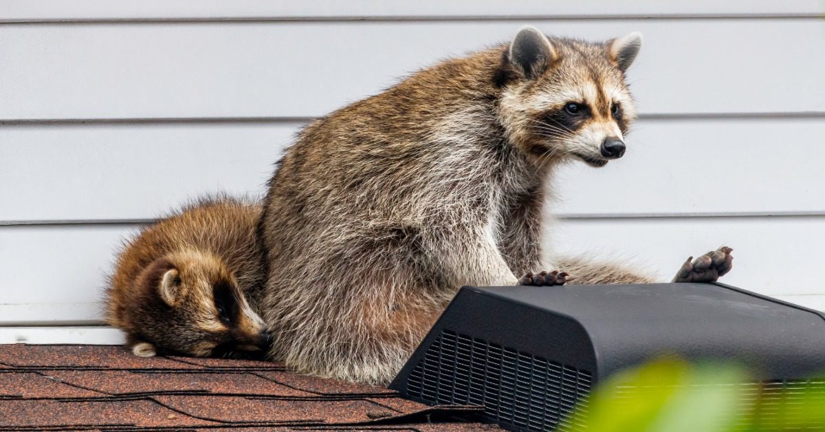 Two raccoons are on the roof of a house, which features white siding and brown shingles. One raccoon is asleep.